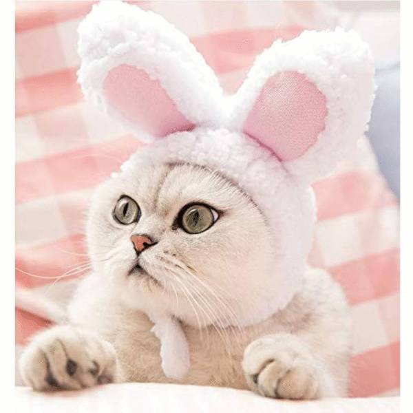 White Rabbit Pet Head Hat