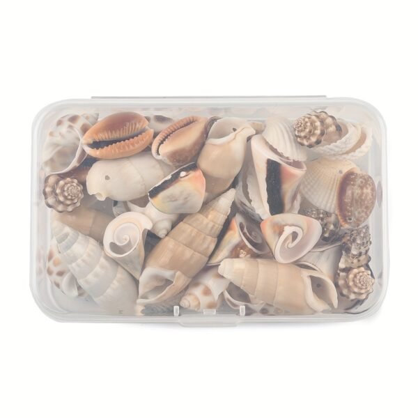 Boho Style Natural Seashell , 42pcs