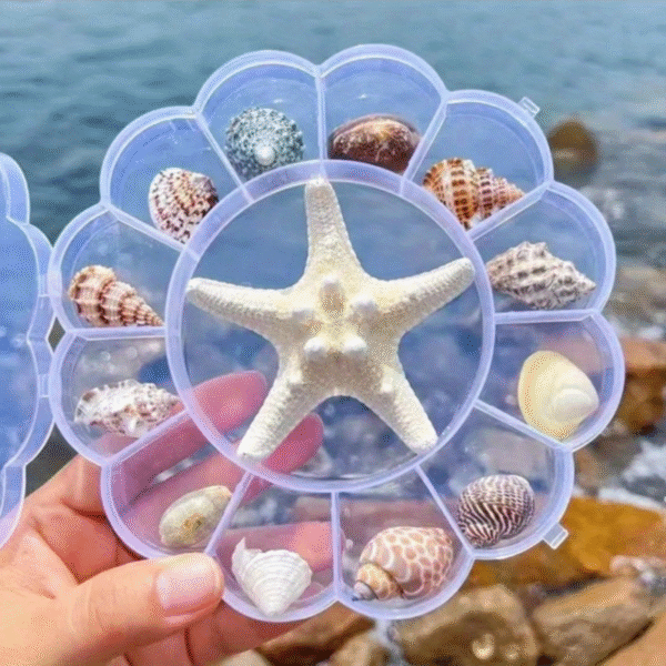 Conch Shell Starfish Collection 13pcs
