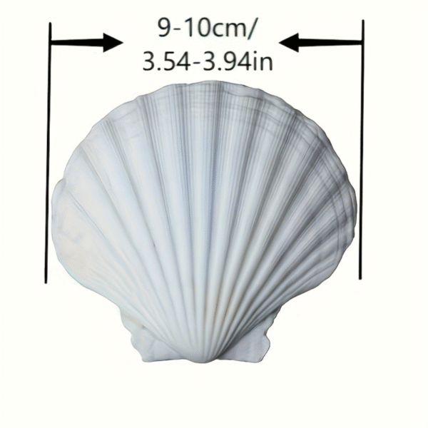 Natural Large White Seashells , 2 Pcs