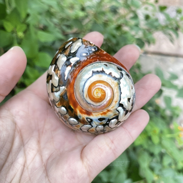 Natural Rare South African Conch Shell Ornament