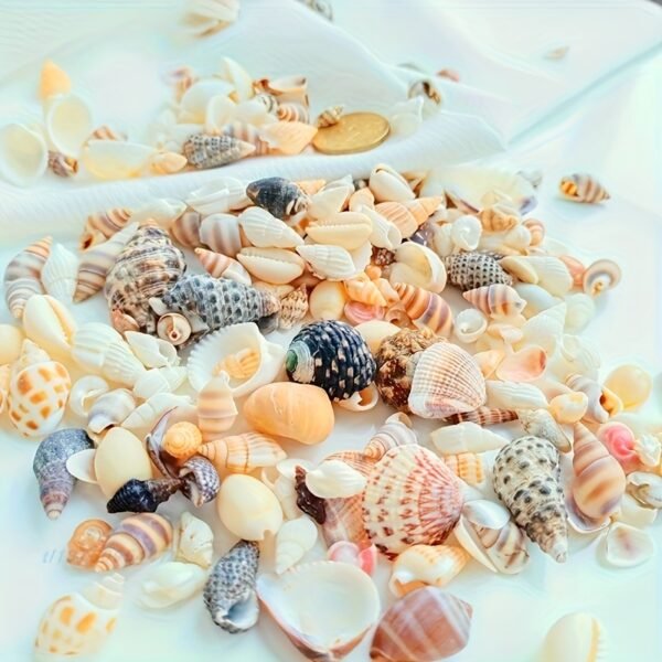 Natural Seashell And Clam Shell