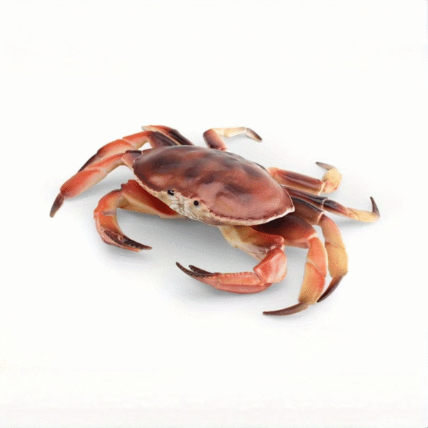 Realistic Crab For Aquarium