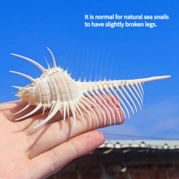 Venus Murex Shell