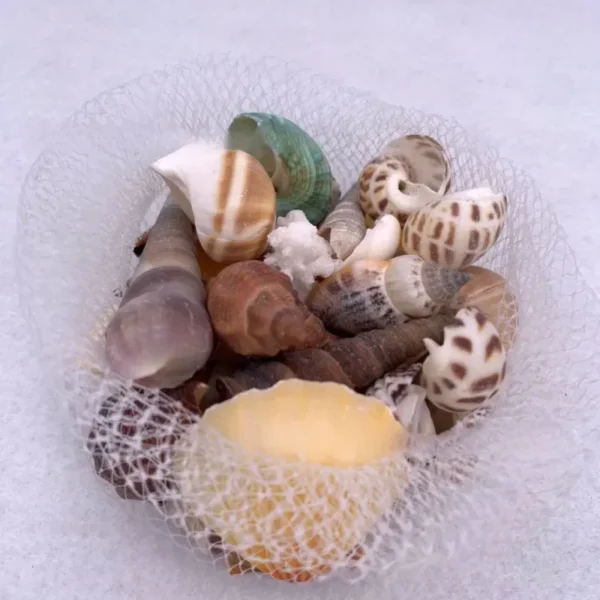 Mixed color sea shells-conch-starfish 300 g