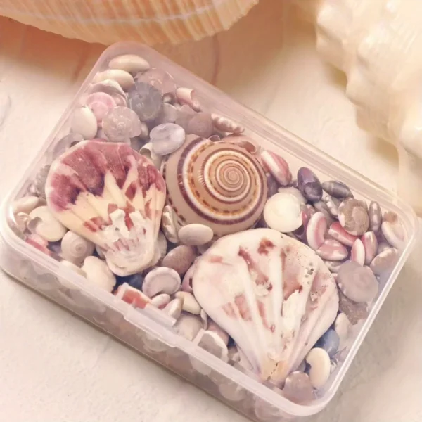 Assorted Mini Colorful Shells 360 pcs