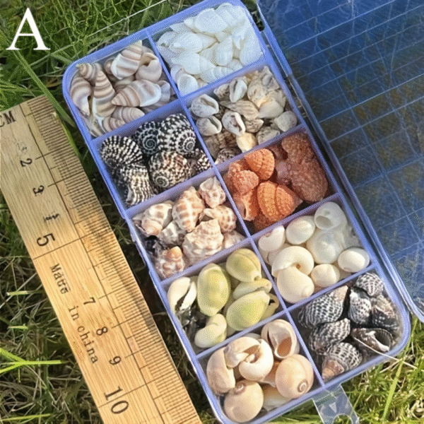 10-Color Assorted Small Seashell Set