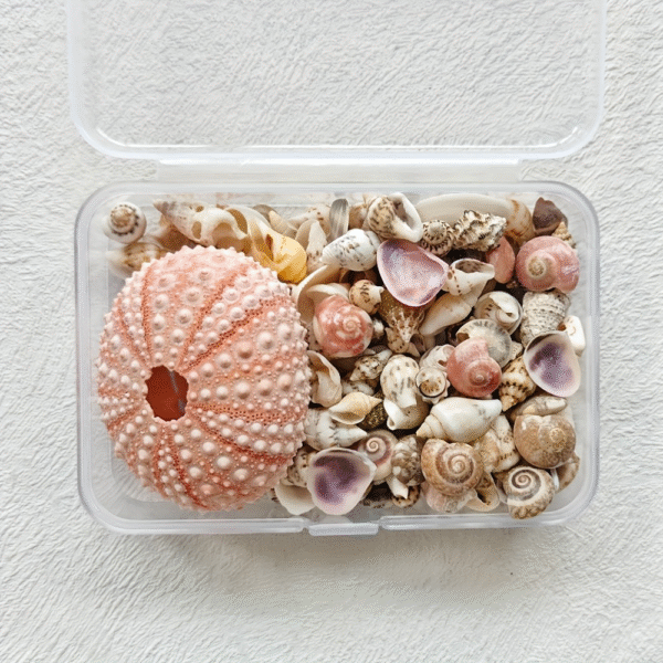 Mixed Ocean Beach Mini Shells