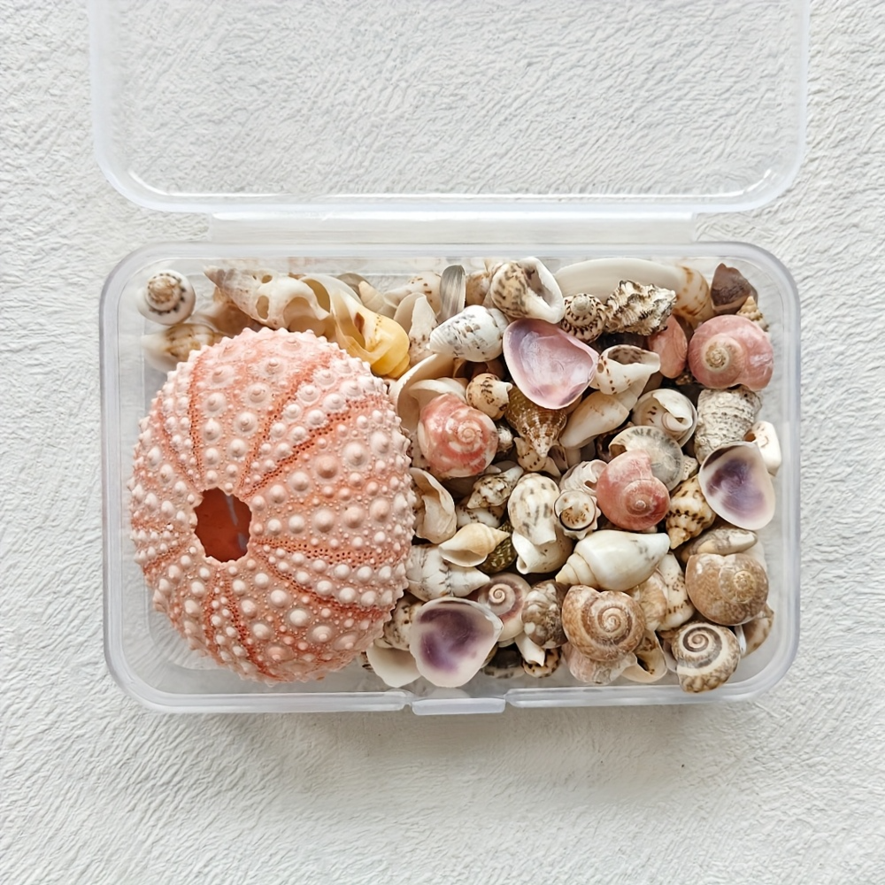 Mixed Ocean Beach Mini Shells